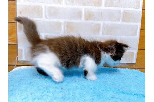 成約済の東京都のマンチカン-31107の16枚目