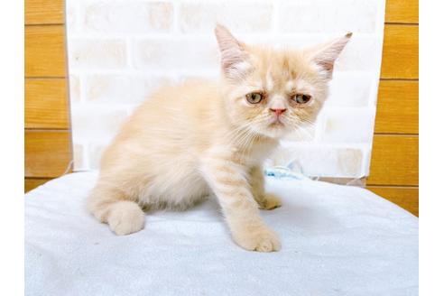 成約済の東京都のエキゾチックショートヘア-31108の7枚目