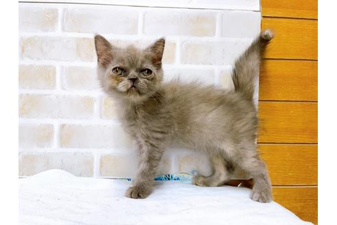 成約済の東京都のエキゾチックショートヘア-31109の12枚目