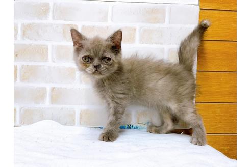 成約済の東京都のエキゾチックショートヘア-31109の14枚目