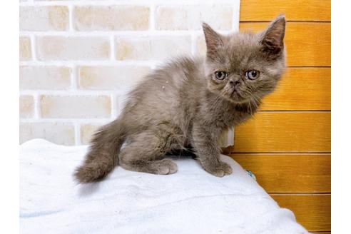 成約済の東京都のエキゾチックショートヘア-31110の3枚目