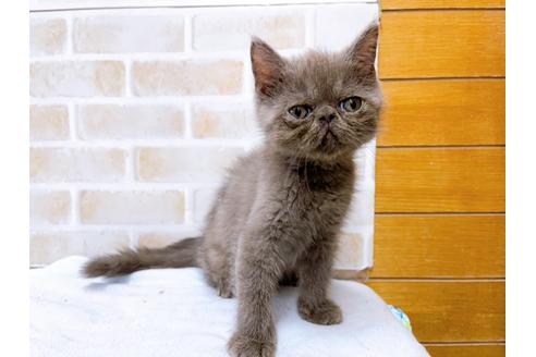 成約済の東京都のエキゾチックショートヘア-31110の4枚目