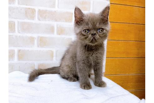 成約済の東京都のエキゾチックショートヘア-31110の2枚目