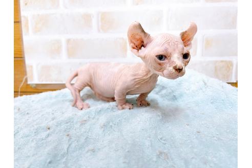 成約済の東京都のその他の猫種-31114の52枚目