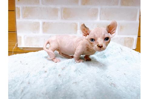 成約済の東京都のその他の猫種-31114の54枚目