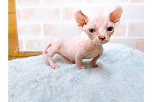 成約済の東京都のその他の猫種-31114の53枚目