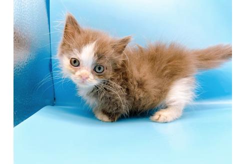 成約済の東京都のマンチカン-31117の9枚目