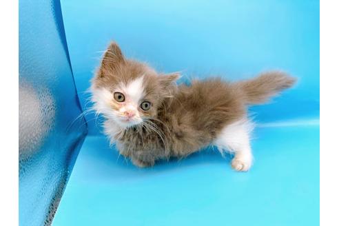 成約済の東京都のマンチカン-31117の10枚目