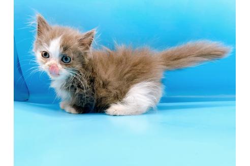 成約済の東京都のマンチカン-31117の13枚目