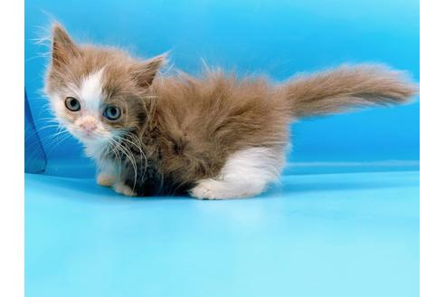 成約済の東京都のマンチカン-31117の14枚目