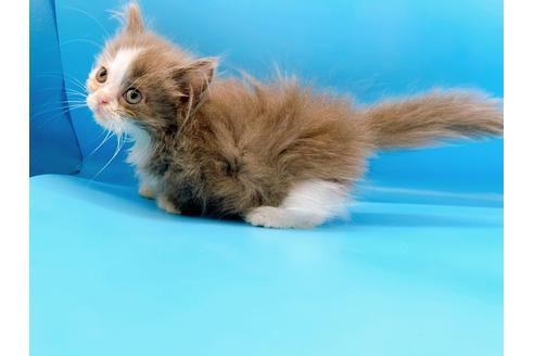 成約済の東京都のマンチカン-31117の15枚目