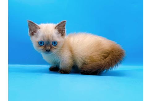 成約済の東京都のマンチカン-31115の2枚目