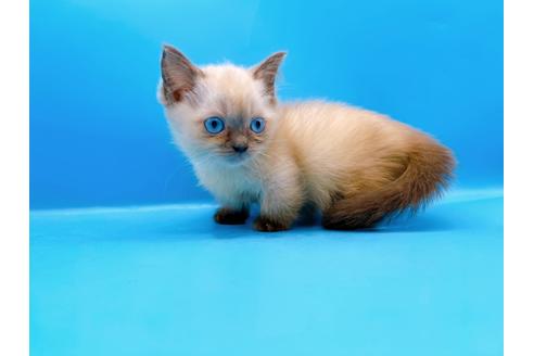 成約済の東京都のマンチカン-31115の3枚目