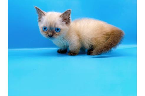 成約済の東京都のマンチカン-31115の4枚目