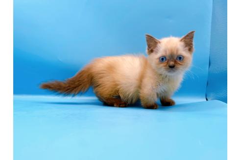 成約済の東京都のマンチカン-31115の1枚目