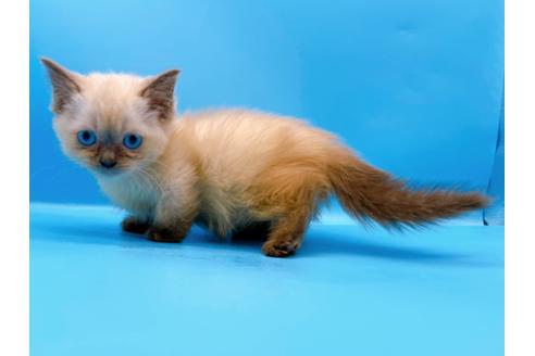 成約済の東京都のマンチカン-31115の5枚目