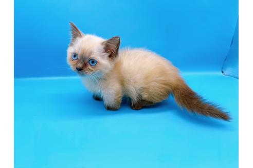 成約済の東京都のマンチカン-31115の6枚目