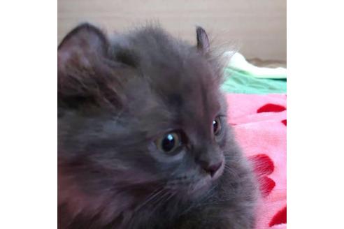 成約済の愛知県のマンチカン-31142