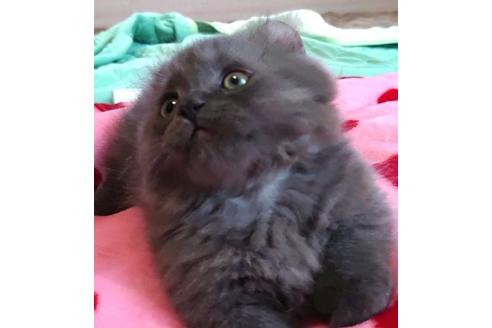 成約済の愛知県のマンチカン-31142の2枚目