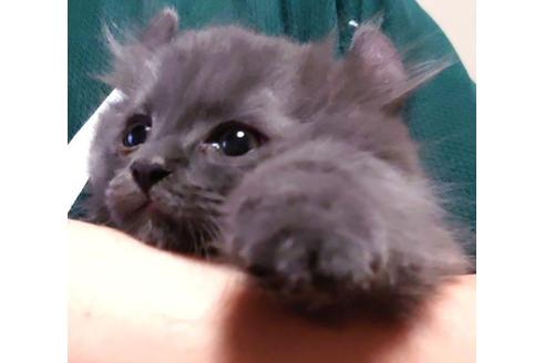 成約済の愛知県のマンチカン-31142の4枚目