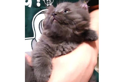 成約済の愛知県のマンチカン-31142の5枚目