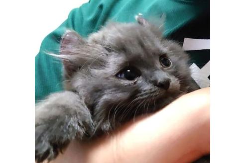 成約済の愛知県のマンチカン-31142の3枚目