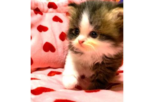 成約済の愛知県のペルシャ-31143の4枚目