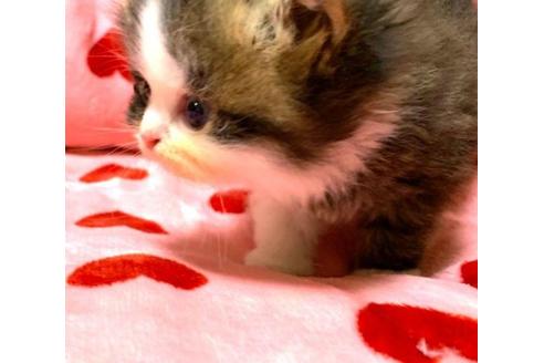 成約済の愛知県のペルシャ-31143の5枚目