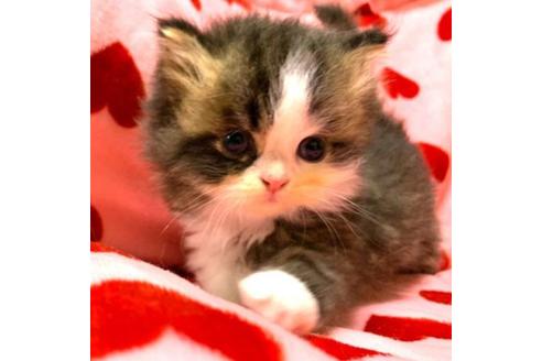 成約済の愛知県のペルシャ-31143の1枚目