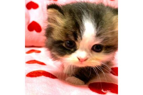 成約済の愛知県のペルシャ-31143の3枚目