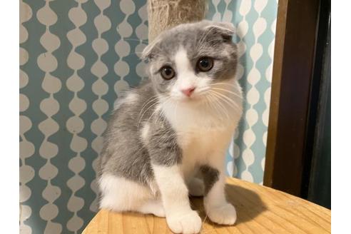 成約済の茨城県のスコティッシュフォールド-31265の1枚目