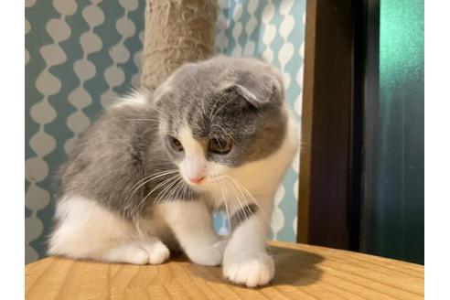 成約済の茨城県のスコティッシュフォールド-31265の3枚目