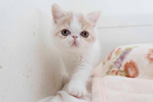 成約済の東京都のエキゾチックショートヘア-28597の5枚目