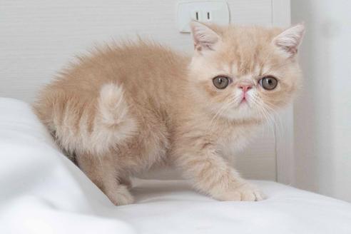 成約済の東京都のエキゾチックショートヘア-28598の4枚目