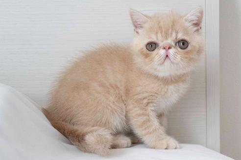 成約済の東京都のエキゾチックショートヘア-28598の3枚目