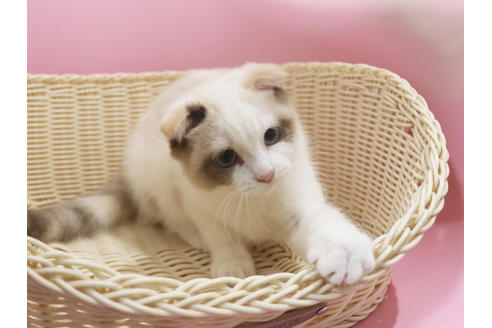 成約済の埼玉県のスコティッシュフォールド-31308の4枚目