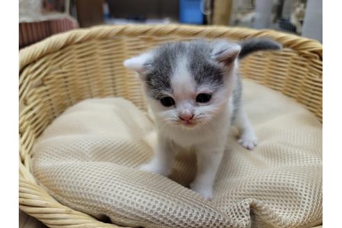 成約済の千葉県のブリティッシュショートヘア-31317の11枚目