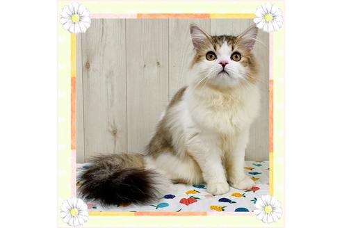 成約済の大阪府のラガマフィン-24536の1枚目