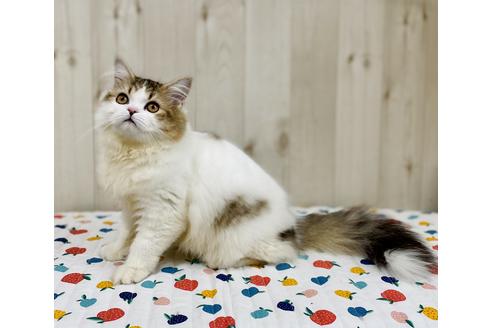 成約済の大阪府のラガマフィン-24536の5枚目