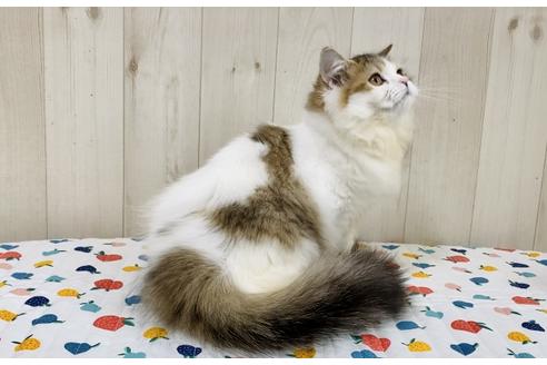 成約済の大阪府のラガマフィン-24536の4枚目