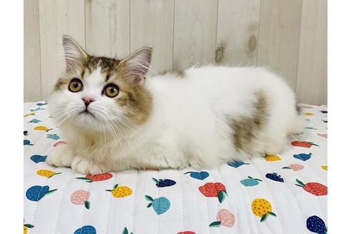 成約済の大阪府のラガマフィン-24536の3枚目