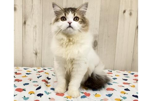 成約済の大阪府のラガマフィン-24536の2枚目