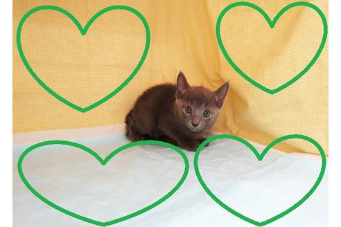 成約済の東京都のロシアンブルー-31384の1枚目