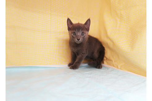 成約済の東京都のロシアンブルー-31384の3枚目