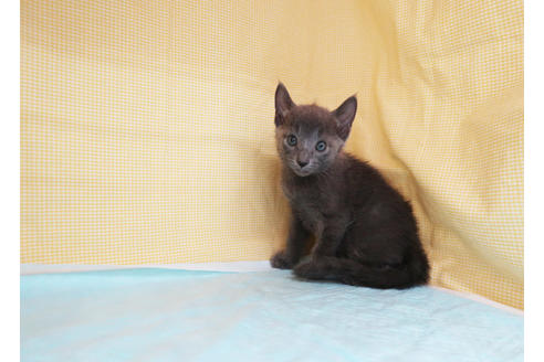 成約済の東京都のロシアンブルー-31384の2枚目