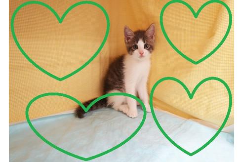 成約済の東京都のマンチカン-29186の1枚目