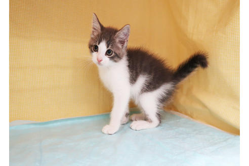 成約済の東京都のマンチカン-29186の7枚目