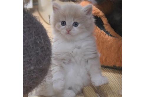 成約済の茨城県のノルウェージャンフォレストキャット-31397の3枚目