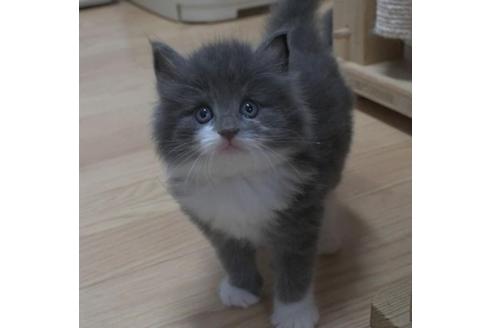成約済の茨城県のノルウェージャンフォレストキャット-31398の3枚目