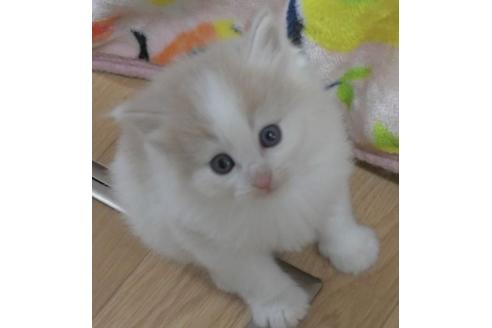 成約済の茨城県のノルウェージャンフォレストキャット-31399の5枚目